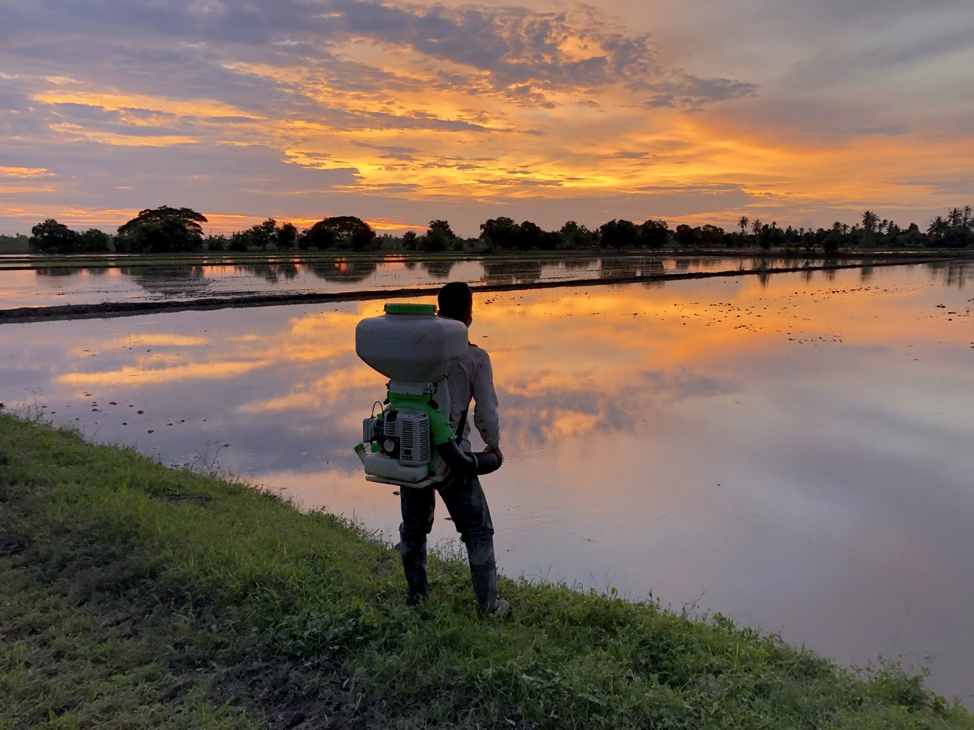 Broadcasting seed across a flooded paddy field at dusk