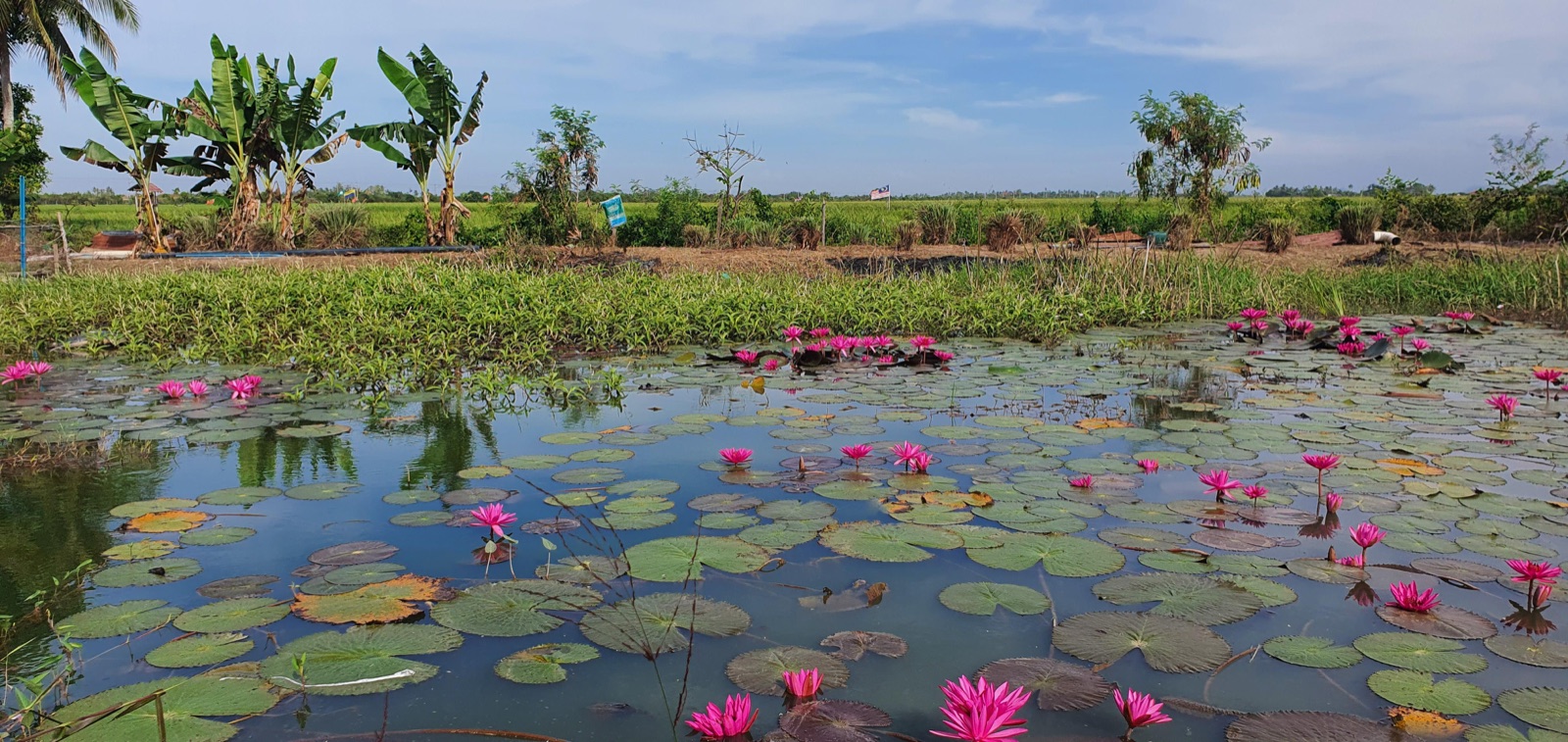 Water lilies and restored waterways at the farm