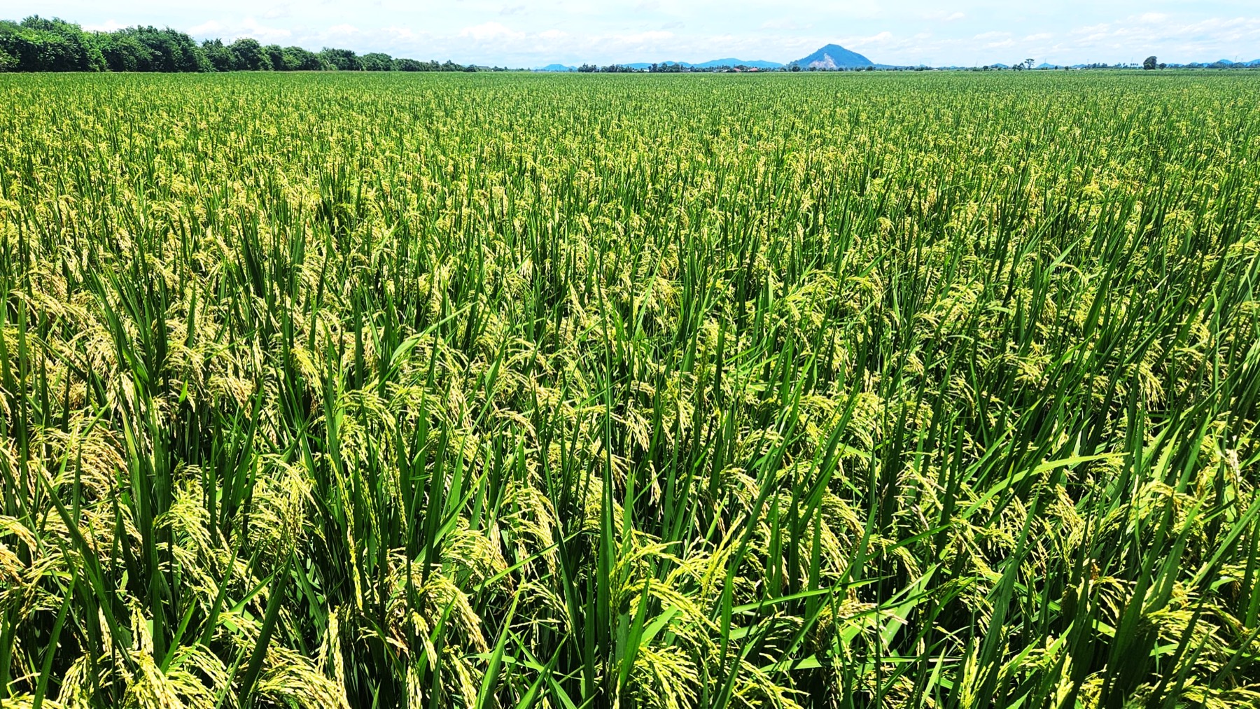 Field of ripening fragrant rice at our farm in Bohor, Kedah