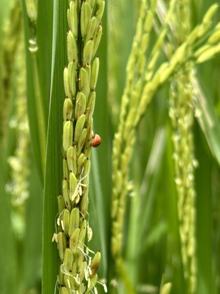 Our fragrant rice