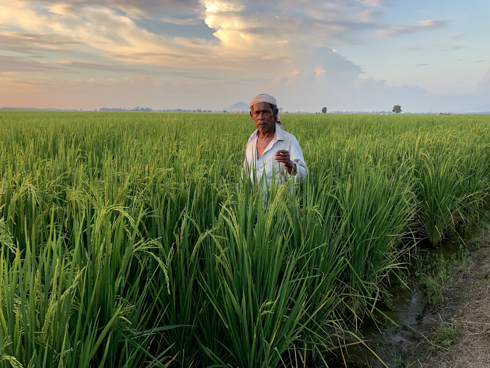 A rice farmer standing in a paddy field at sunset