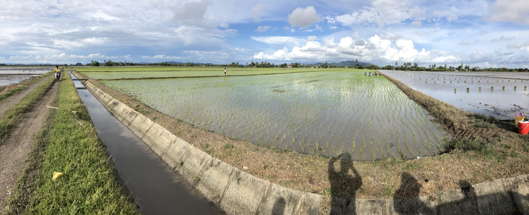 Panoramic view of freshly flooded paddy plots