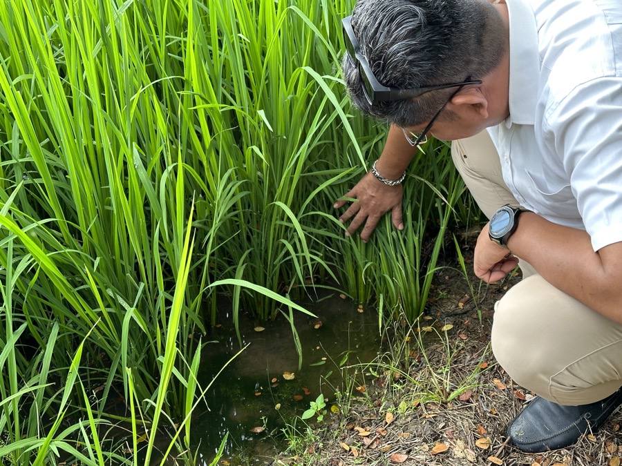 A researcher inspecting rice plants and water at the edge of a paddy plot