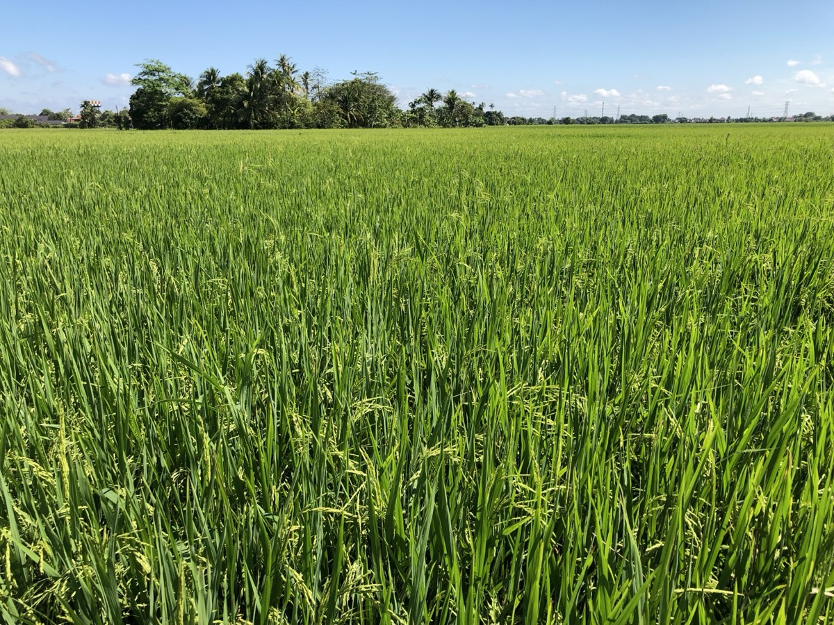 Rice research plots under field conditions