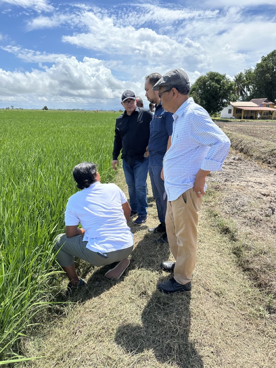 Rice research work in progress